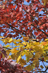 autumn maple leafs, Canada