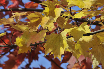 autumn maple leafs, Canada