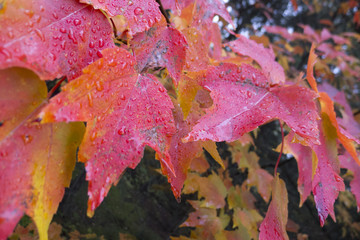 autumn maple leafs, Canada
