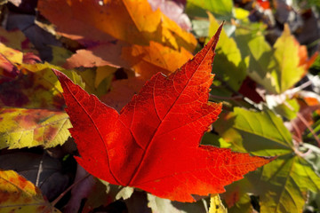 autumn maple leafs, Canada