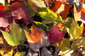 Naklejka na ściany i meble autumn maple leafs, Canada