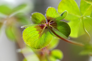 Vierblättriger Klee © helmutvogler