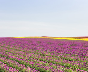 Obraz premium Tulpen