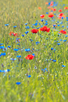Fototapeta Maki i Chabry 