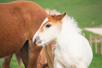 Puledro bianco e marrone