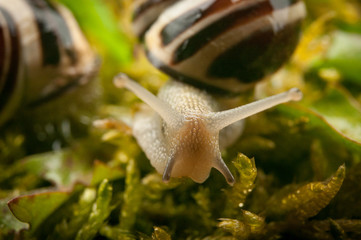 Snail's head