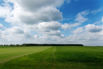 Green field.