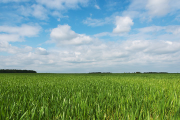 Obraz premium Green field.