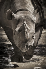 Naklejka premium Endangered Black Rhino charges towards camera at local zoo