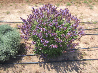 sage (Salvia officinalis) in flower with drip irrigation © norrie39