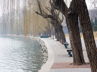 Willow trees on the lakeside in Beihai park