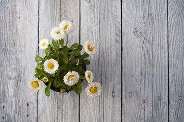 Obraz premium Summer or spring beautiful garden with daisy flowers