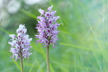 orchis singe