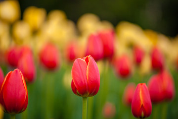 Background of red and yellow flowers. Tulips. Decorative plants.