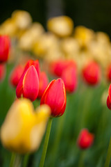 Background of red and yellow flowers. Tulips. Decorative plants.