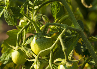 green tomato  