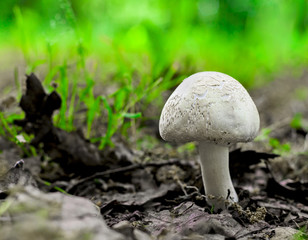 White Mushroom