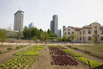 Orti urbani nel centro di Milano