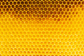 Honeycomb