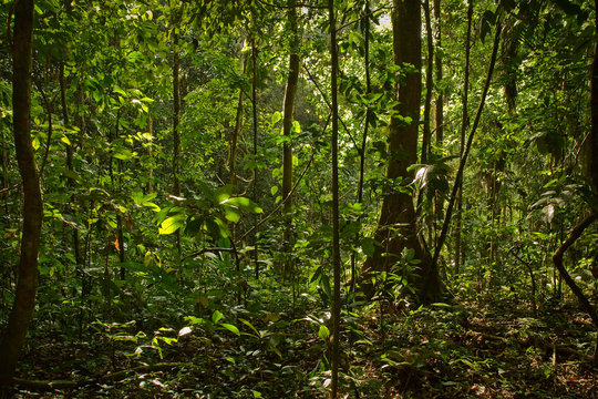 Rainforest nature, Yasuni National Park, Ecuador