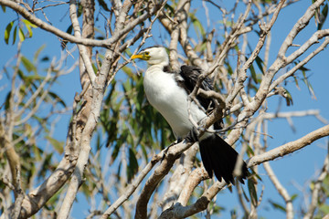 Little Pied cormorant - Australia