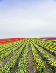 Tulpen