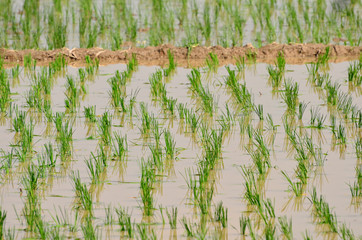 Green rice fields, Northern of Thailand