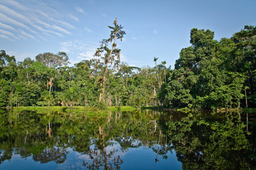 Beautiful landscape of nature reflected in amazon rainforest