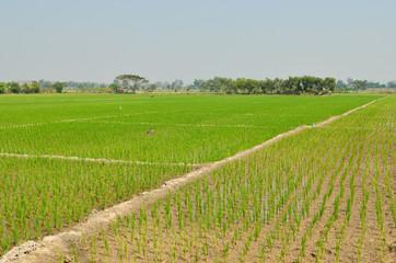 Fototapeta na wymiar Green rice fields, Northern of Thailand