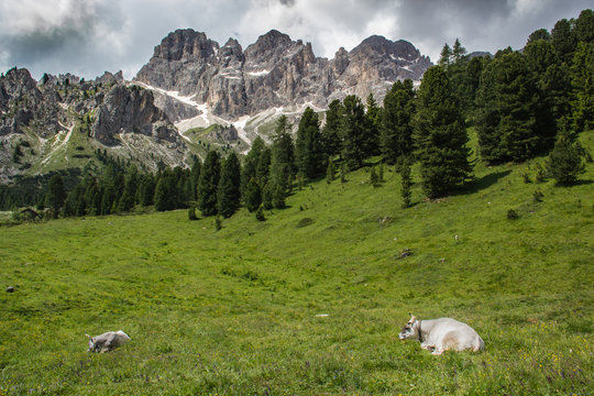 Prato delle Dolomiti con mucche al pascolo
