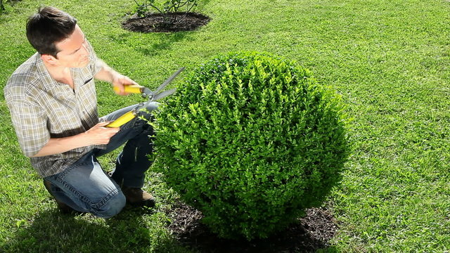 taille d'un buis en boule