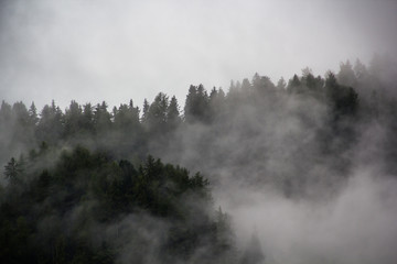 Bosco alpino nella nebbia