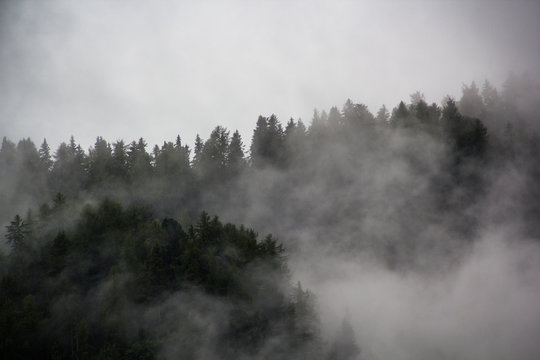 Fototapeta Bosco alpino nella nebbia