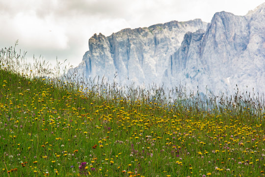 Prato fiorito delle Dolomiti in estate
