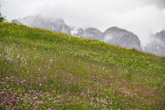 Prato fiorito delle Dolomiti in estate