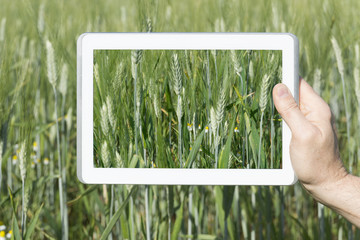 Cereal field seen through a tablet.