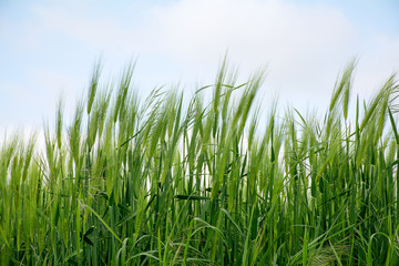 green spikes in a barley field against the sky
