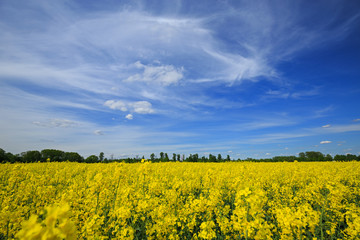 Fototapeta premium Beautiful Polish landscape, flowering rapeseed field