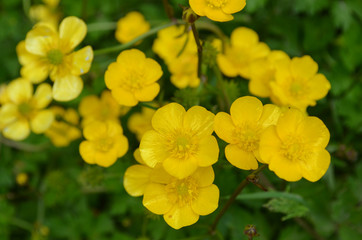 ranunculus