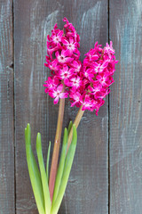 Pink Hyacinth flowers