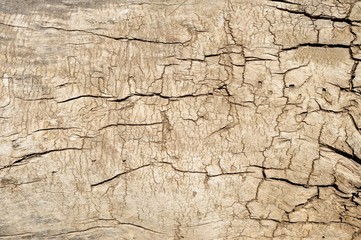 Old dry cracked stump closeup background