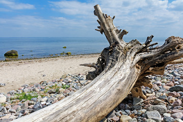Fototapeta na wymiar old tree trunk lying on the beach of the Baltic Sea