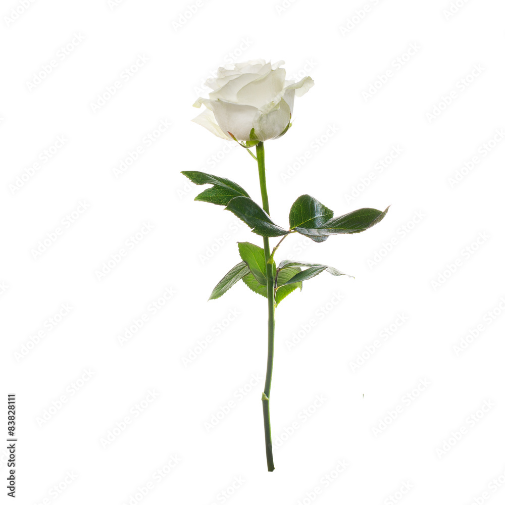 Wall mural single white rose