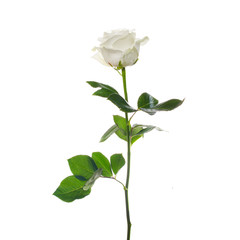 Naklejka premium single white rose