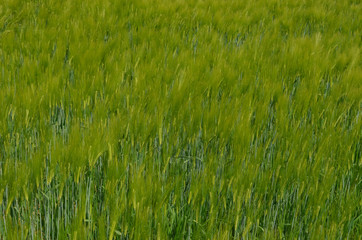 wheat field