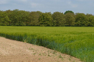 Obraz premium Young wheat field