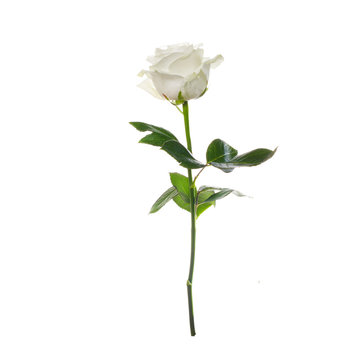 Fototapeta single white rose