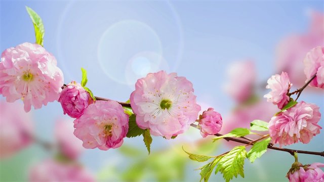 Pink flower of an Oriental cherry and butterfly, video