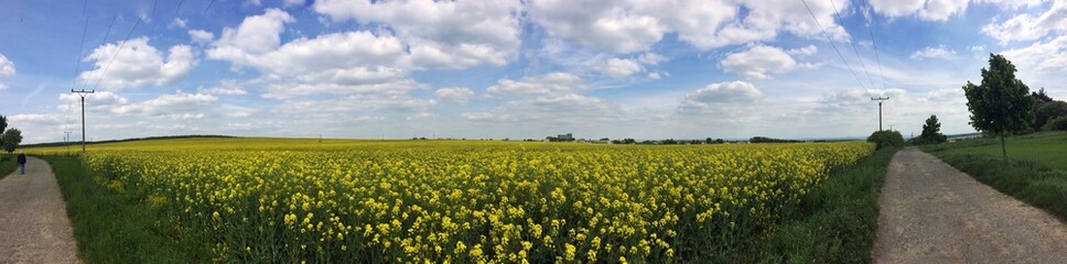 Obraz premium Rape field