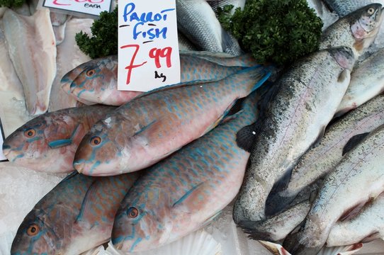 Parrotfish